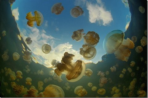 Озеро медуз в Палау