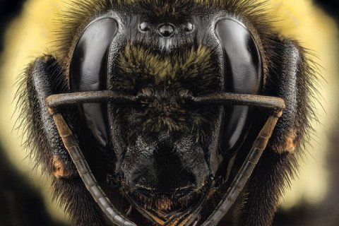 Как пчелы выбирают новую королеву