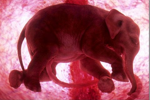 Фотографии зародышей животных в утробе матери