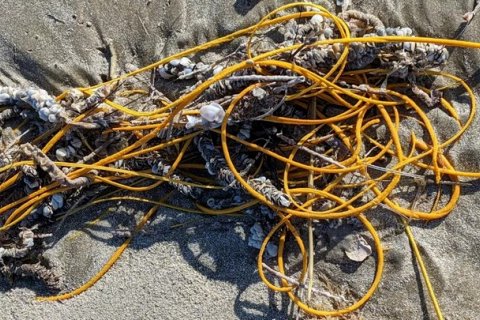 Моток веревки на пляже в США оказался странным морским существом