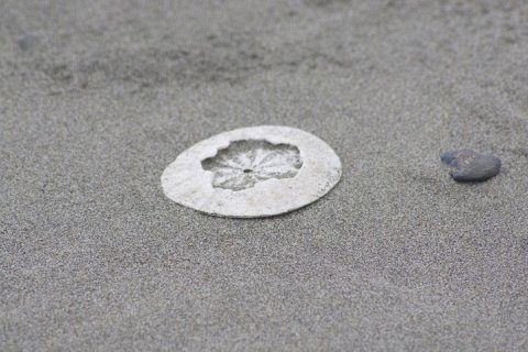 Интересные факты о песчаных долларах