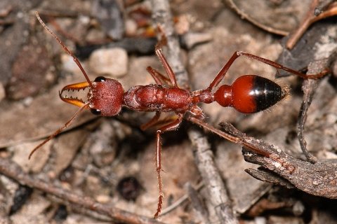 Муравей-бульдог - факты о самых опасных муравьях в мире