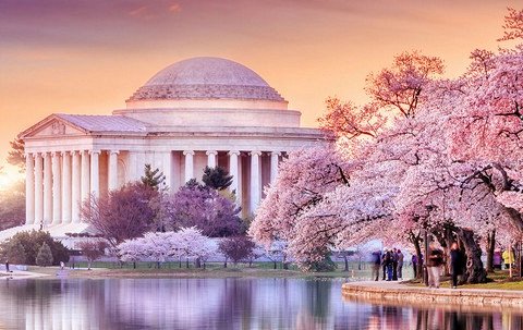 Национальный фестиваль цветения сакуры в Вашингтоне