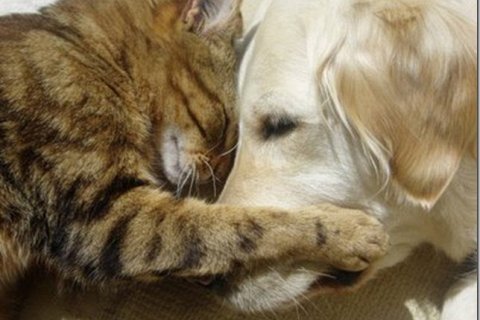 Кошки и их друзья: примеры дружбы между животными