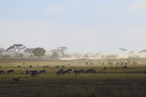 Восточный Цаво: оплот биоразнообразия Кении