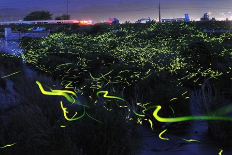 Удивительные фотографии Золотых Светлячков в Японии