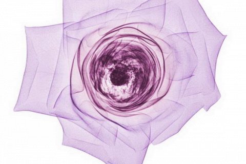 Рентген цветов от Брендона Фитцпатрика