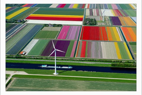 Поля тюльпанов в Нидерландах. Аэротур в фотографиях