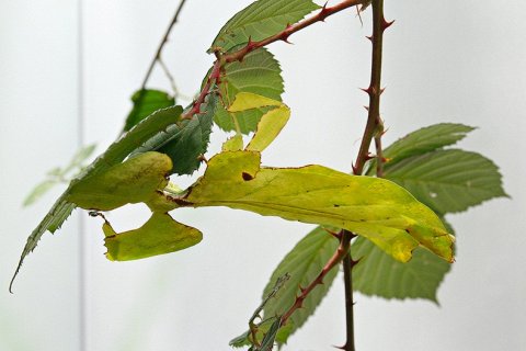 Экстраординарный камуфляж насекомых-листьев