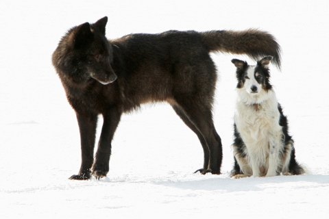 Дружба дикого волка и собаки