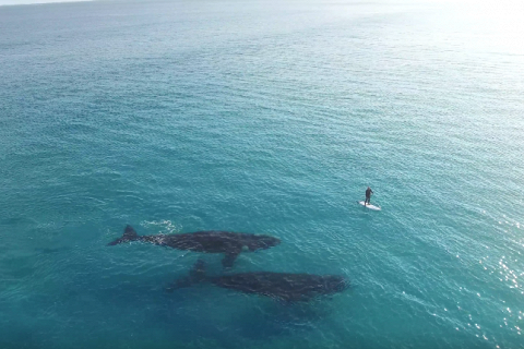 Уникальное видео встречи серфера и двух гигантских китов