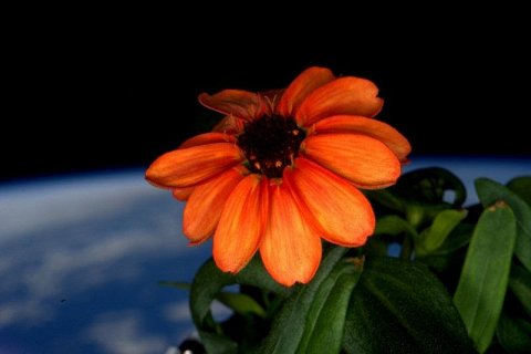 Первый цветок расцвел в космосе