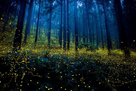 Миллионы светлячков в лесах Японии