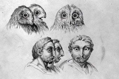 Сравнение лиц человека и животных: Эскизы 17-го века