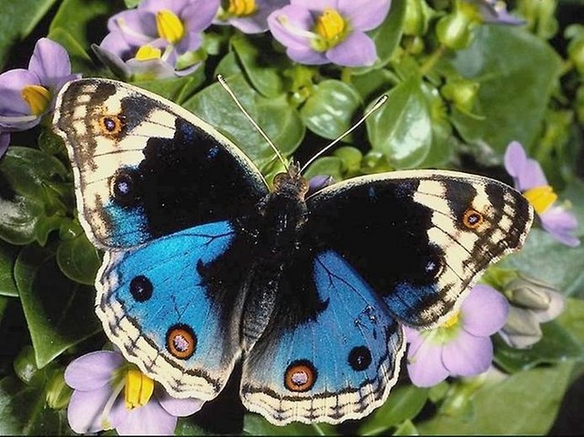 красивые бабочки