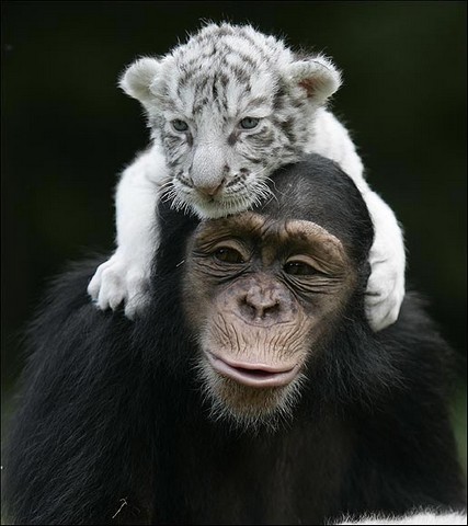 шимпанзе и тигрята