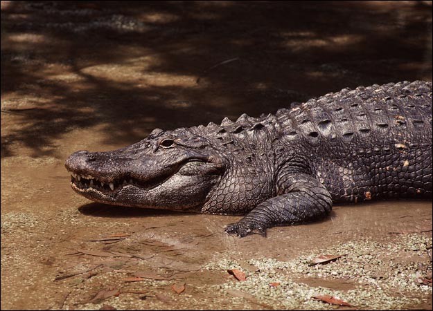 Зверюшки со всего мира - Страница 3 Alligatorpicture