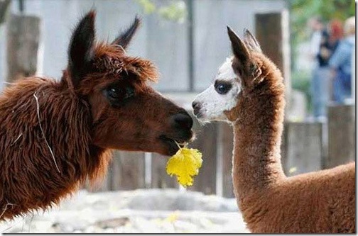 alpacas animal love