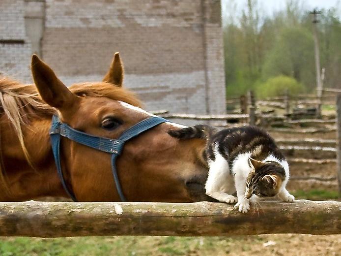 horsecat.jpg