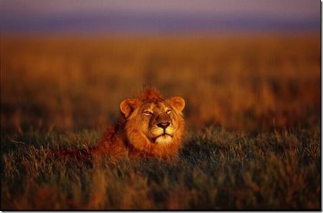 p169242-Africa-Serengeti_National_Park