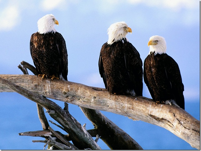 amazing-animal-wallpapers-23