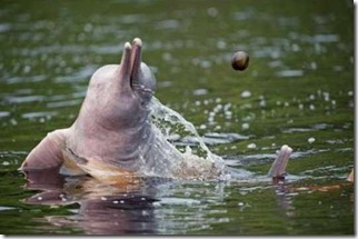 Pink-Amazonian-River-Dolphin-7