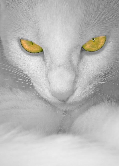 Белая кошка, Жёлтые глаза)