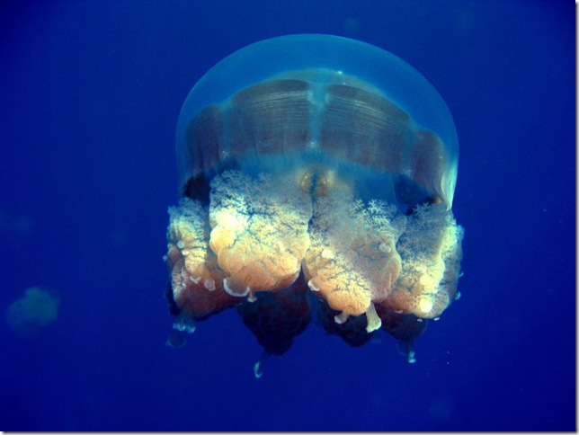 Jellyfish_Lake