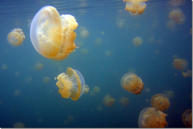 palau-jellyfish-gary