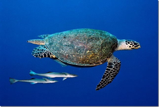 Palau-turtle