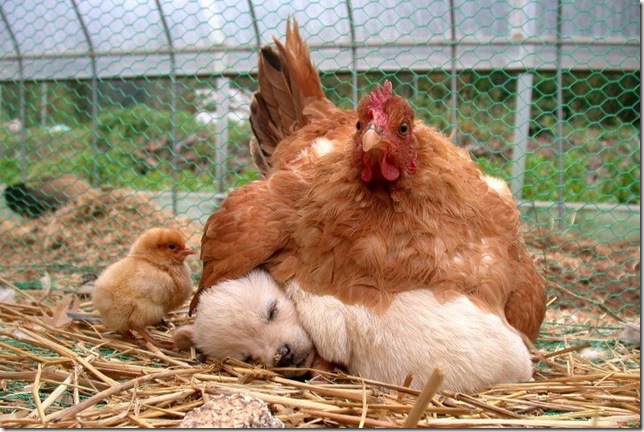 Cunfused Hen