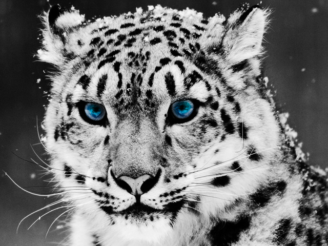 снежный леопард
