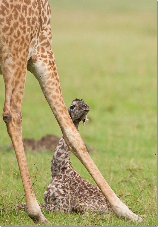 baby-giraffe-5