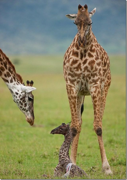 baby-giraffe-6