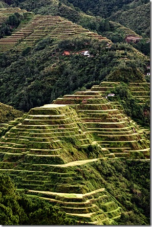 rice-terraces-philippine-cirdilleras2