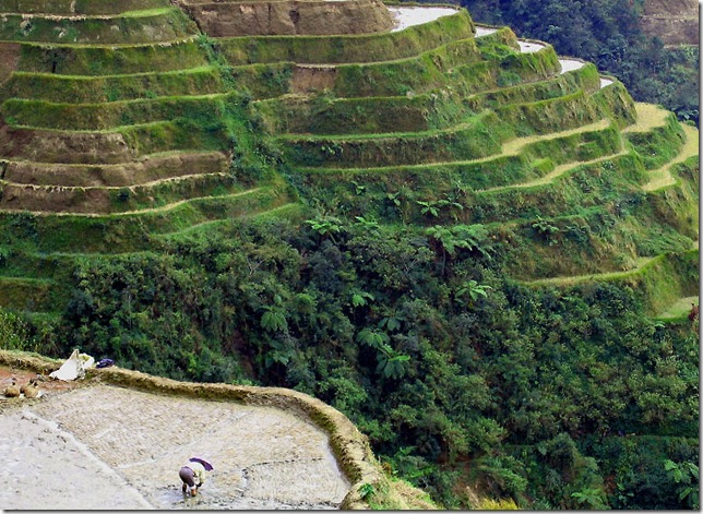 work_at_rice_terraces