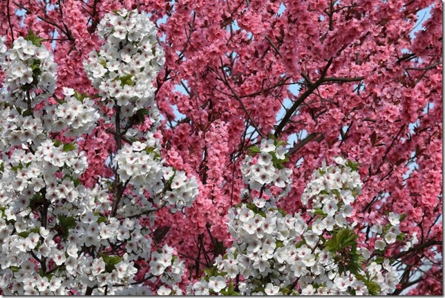 blossom spring
