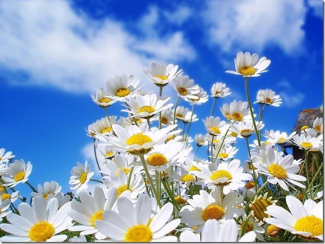 daisy_flowers