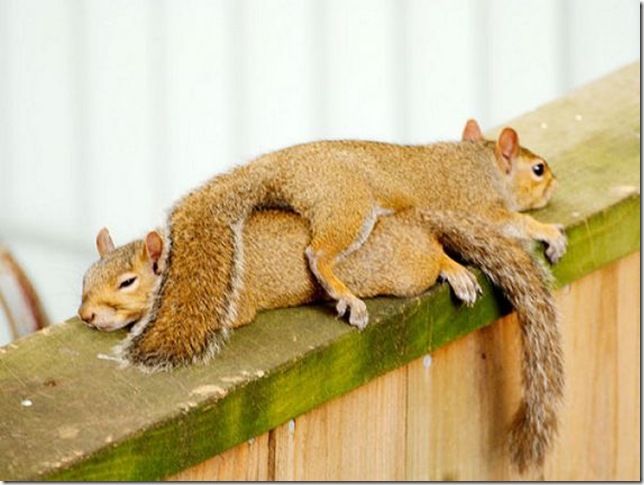 lazy-squirrel02