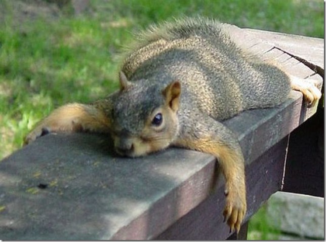 lazy-squirrel12