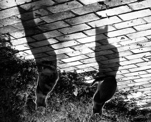 Cats_shadows