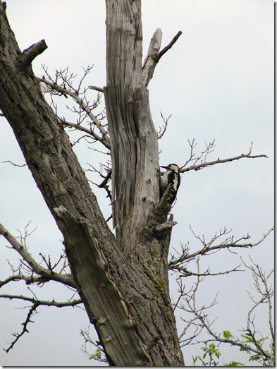 IMG_0502 IMG_0502