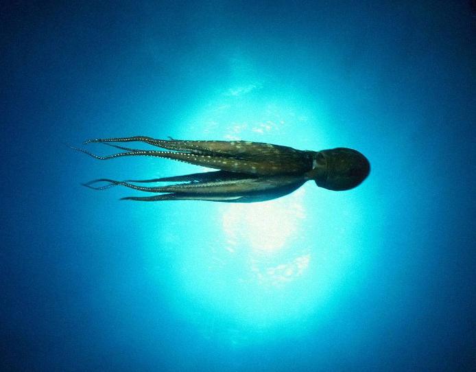 octopus