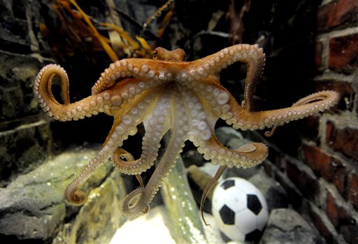 Осьминог Пол