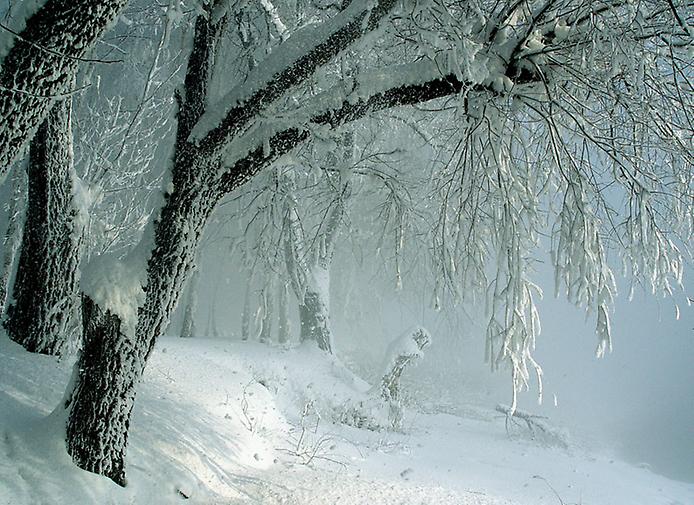 Снежное королевство