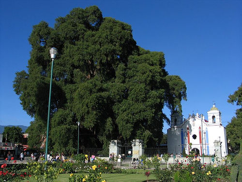 гигантский кипарис в мексике