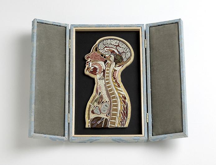 бумажная анатомия