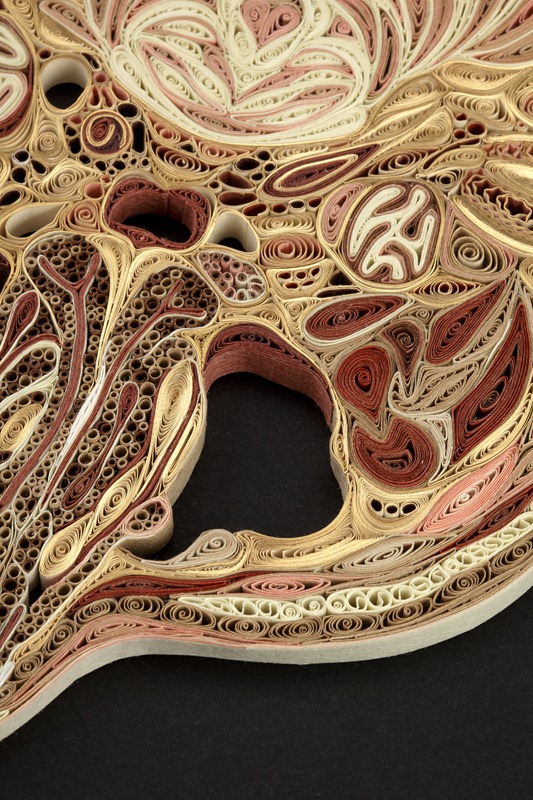 бумажная анатомия