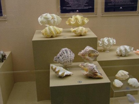 музей раковин