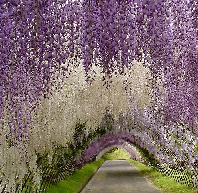 Ashikaga flower park with wonderful Wisteria collection.